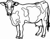 Vache Dessin Mucca Mucche Colora Stampare Vocabulaire Facile Lexique Vacca Condividi Megghy Kuh sketch template