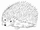 Hedgehog Draw Step sketch template