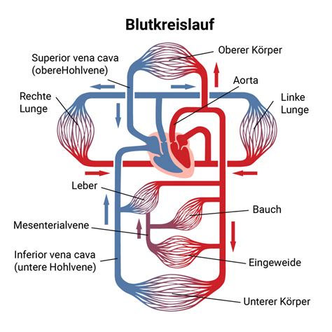 pulsfrequenz normalwerte messmethoden cosinuss