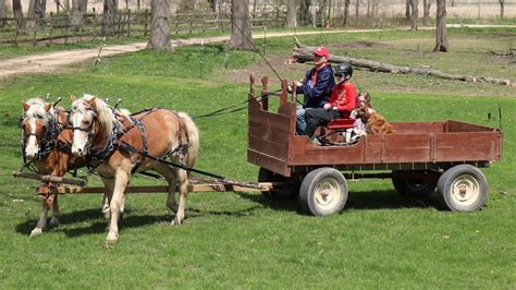 rustic wagon horse drawn farm wagon  sale  haflinger  standard horse size youtube