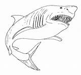 Shark Coloring Pages Megalodon Mouth Open Great Drawing Kids Printable Mako Color Bull Print Leopard Sharks Draw Getcolorings Getdrawings Drawings sketch template