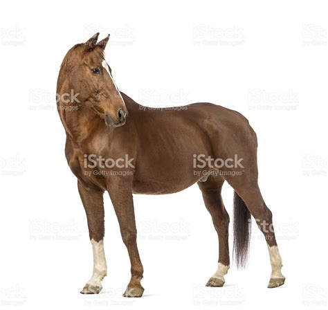 side view   horse    front  white background horses