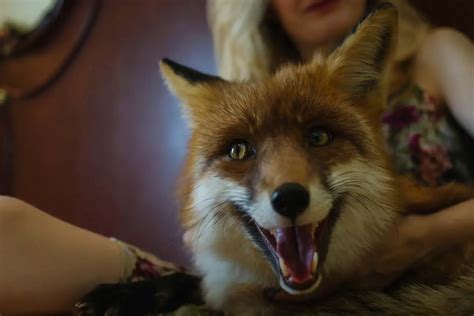 pet fox   foxes legality