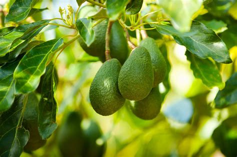 How To Grow An Avocado Tree Southern Living