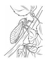 Cicada Coloring Pages Tree Sits Stem Printable Drawing Kids Click Insects Supercoloring Categories sketch template