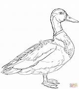 Coloring Mallard Duck Pages Printable Template Ducks Categories sketch template