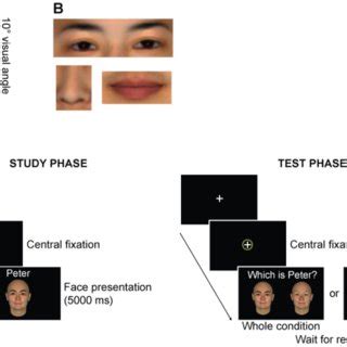 examples     face image   facial feature stimuli