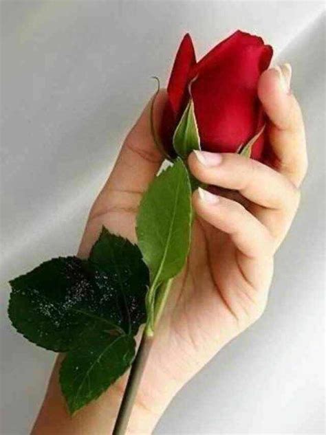 Pin De Tota En Para Ti Rosas Flores De Amor Rosa En La Mano