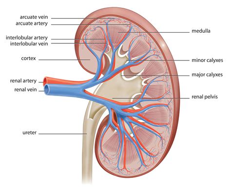 draw  ls  kidney  label  parts topprcom