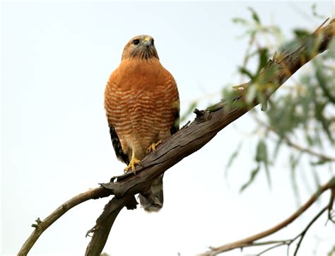 sfv backyard bird identification san fernando valley audubon society