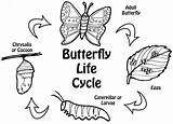 Butterfly Cycles Kupu Lifecycle Schmetterling Colouring Litlinks Metamorfosis Pupa Lebenszyklus Butterflies 16th Grundschule Monarch Sparad Highcottonhoney Från Necesario από άρθρο sketch template