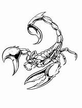 Scorpion Coloring Pages Printable Animal Tattoo Scorpions Gaddynippercrayons sketch template