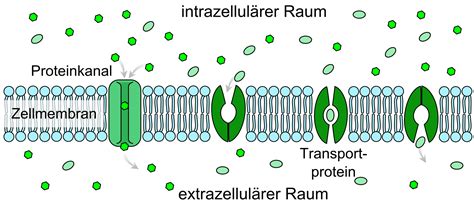 stofftransport durch biomembranen spezifischer passiver transport