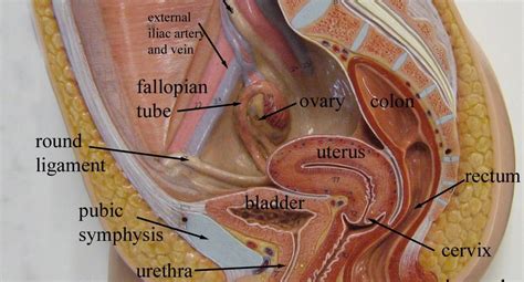 diagram internal female anatomy female anatomy