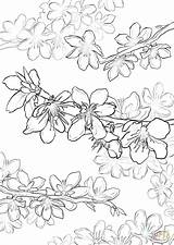 Coloring Blossom Cherry Tree Pages Oak Live Drawing Flower Blossoms Getdrawings Getcolorings Maple sketch template