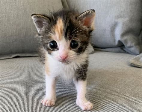 gnvdd mini kitten ontdekt onder huis  los angeles video animals today