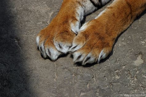 tiger claws close   tiger claws diergaarde blijdorp flickr