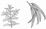 Eucalyptus Leaves Coloring Drawing Tree Designlooter Leaf Gum 1453 132kb Paintingvalley sketch template
