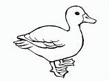 Printable Ducks Duck Remarkable Child sketch template