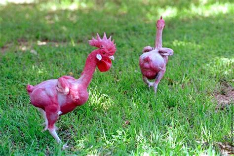 Ready To Cook Featherless Chicken Amusing Planet