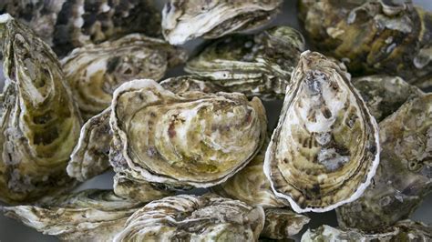 facts  oysters     protect   pew charitable trusts