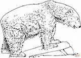 Orso Polar Polare Oso Osos Supercoloring Animali Mammiferi Colorear24 sketch template