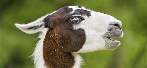 Profile Of A Brown And White Llama
