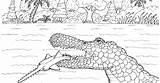 Sawfish Spinosaurus sketch template