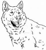 Coloring Wolf Dog Wolfdog Canis Simensis Iii Deviantart 83kb 1024 sketch template