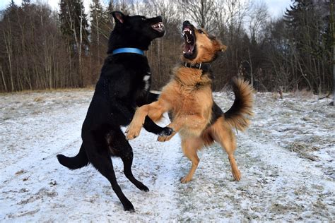 dogs  fight