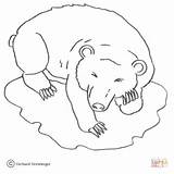 Orso Urso Osos Hibernando Oso Hibernating Supercoloring Invernando Contorno Stampare Ursos sketch template