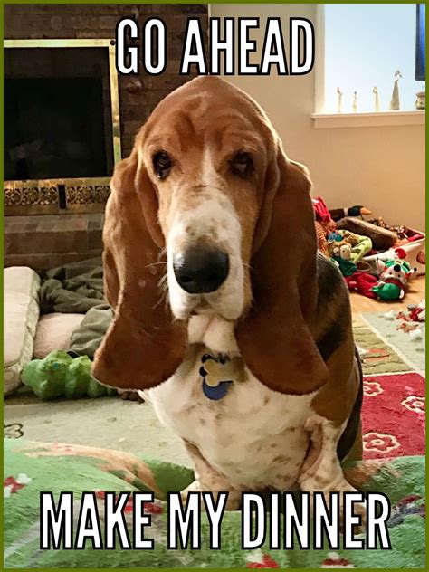 Pin By Kathy Kontrim On Basset Hound Memes Basset Hound Funny Basset