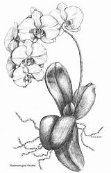 Orchid Drawing Botanical Orchids Tattoo Drawings Flower Pencil Sketches Flowers Realistic Illustration Plant Watercolor Sketch Line Coloring Prints Paintings Tattoos sketch template