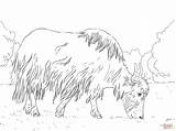 Yak Coloring Grazing Pages Printable Main Supercoloring Skip Designlooter Categories sketch template