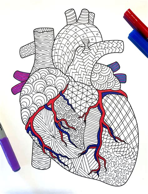 heart human anatomy  coloring page etsy