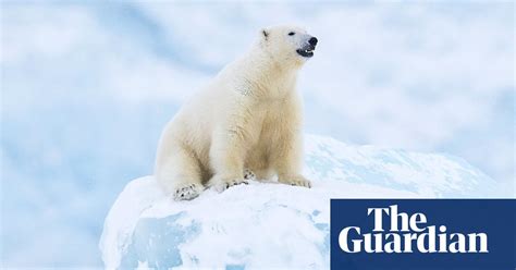 polar bears face starvation as unlikely to adapt to a land based diet