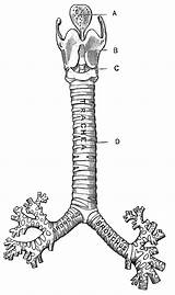 Trachea Respiratory Labelled Elbow Extends Tracheal Muscles Laci Larynx sketch template