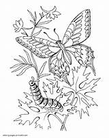 Caterpillar Homecolor sketch template