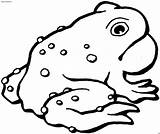 Toad Anfibi Rospo Toads Sapo Anfibio Animali Supercoloring Disegnare Rospi Coloratutto sketch template