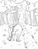 Enchanted Unicorn sketch template