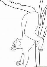 Tails Isalo Ring Coloring Pages Lemur Coloringpages101 sketch template