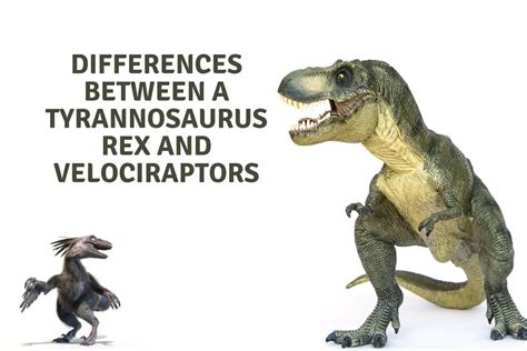 differences   tyrannosaurus rex   velociraptor dinosaur
