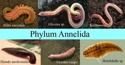 phylum annelida characteristics classification examples