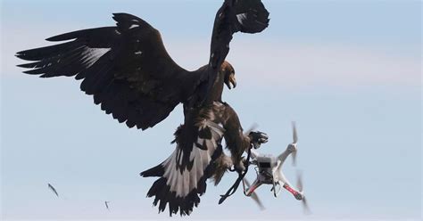 eagle  drone