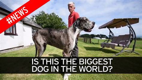 brit great dane who s 4ft 1in tall is in the running to be named
