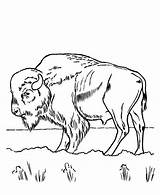Bison Grass Eating Kolorowanki Bizon Yellowstone Dzieci Colorluna Park Designlooter sketch template