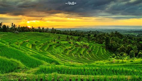 gambar pemandangan sawah di desa paimin gambar