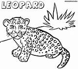 Leopard Coloring Pages Colouring Printable Print Clipart Comments Library Coloringhome sketch template