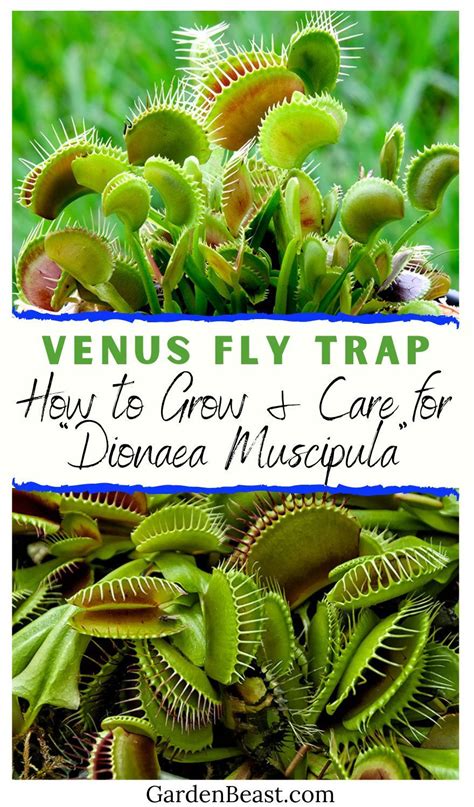 guide  venus fly trap   grow care  dionaea muscipula
