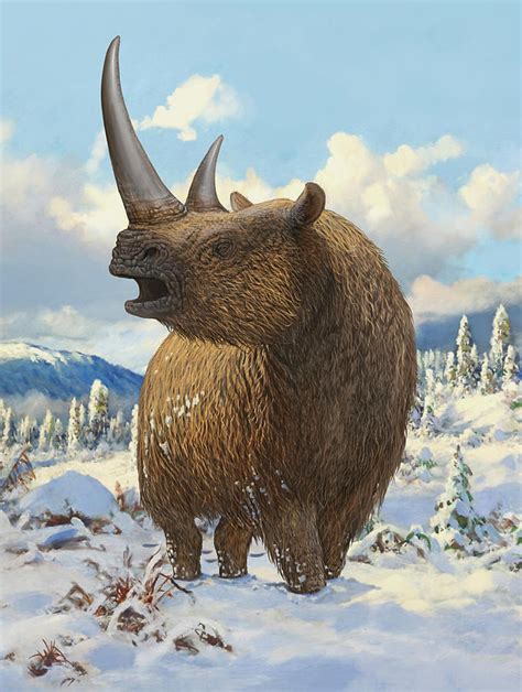 woolly rhinoceros standing photograph  sergey krasovskiy fine art